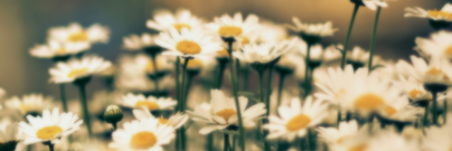 btariluki's profile banner image