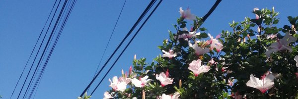 fuzeroses Profile Banner