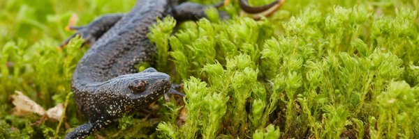NatureSpaceUK Profile Banner