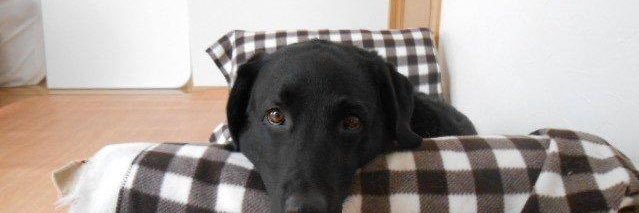兵庫介助犬協会・千葉介助犬協会・大阪介助犬協会の日常🐶♿︎ banner