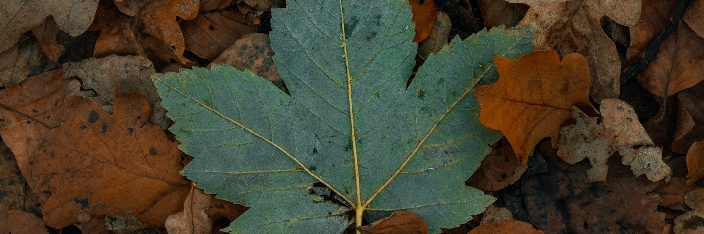 Sé:gbɛ:gnön🍀 banner