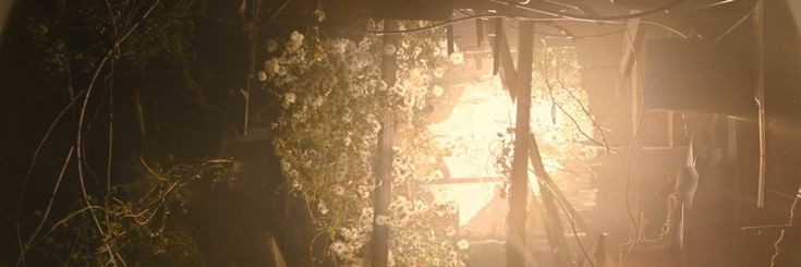 Lu!!! 💐|| tlou era 🌿||'s banner