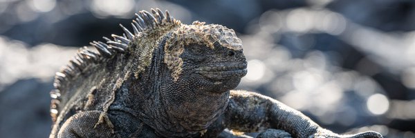 RivieraMacro Profile Banner