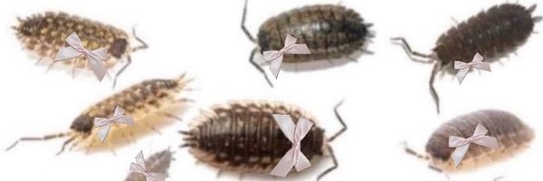 finger_puppets Profile Banner