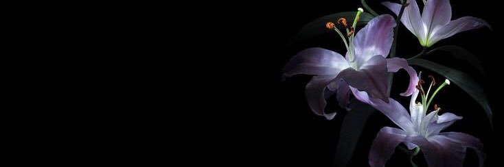 shonocean's profile banner image