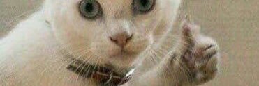 belameow's profile banner image