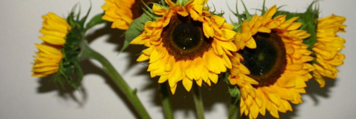 Faith_mtolo's profile banner image