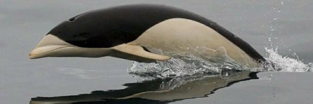 Alfonso E. Haces banner