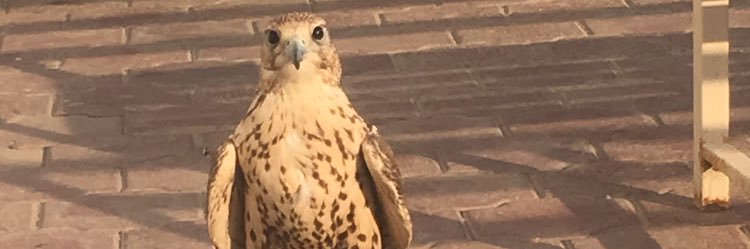 EbrahimAl3ntri's profile banner image