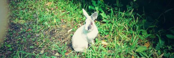 100medusa Profile Banner