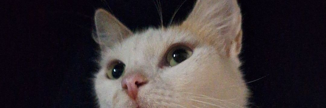 Ceeessi_'s profile banner image