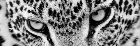 Naampal's profile banner image