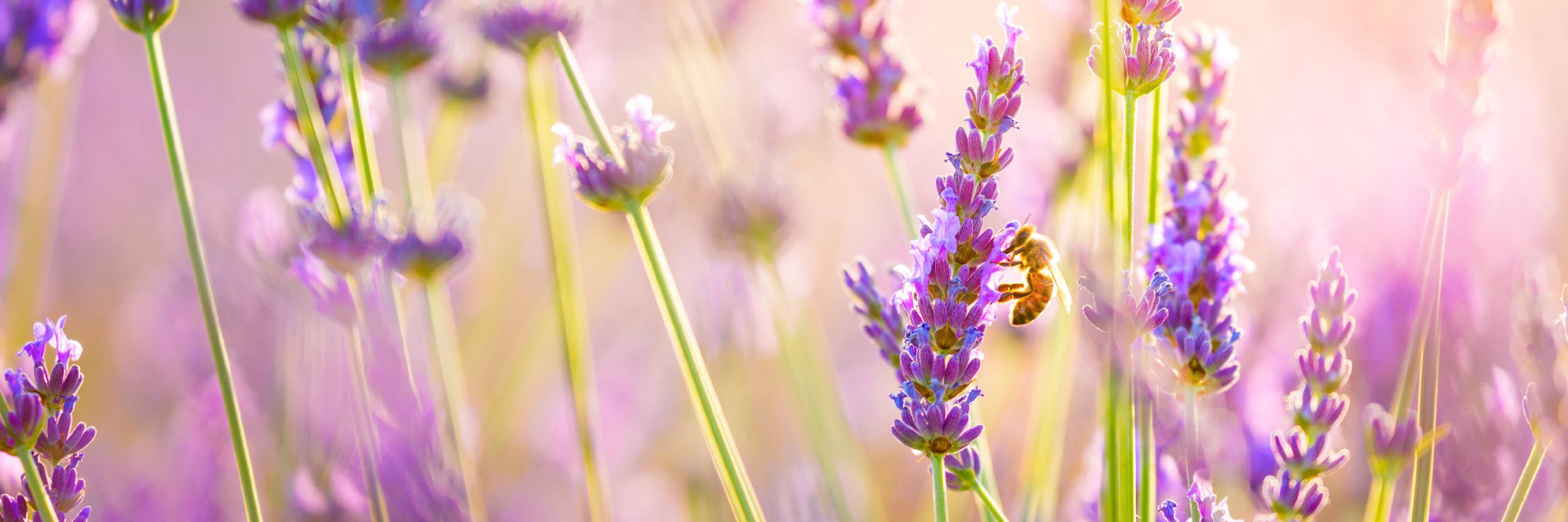 Wcombeflowers's profile banner image