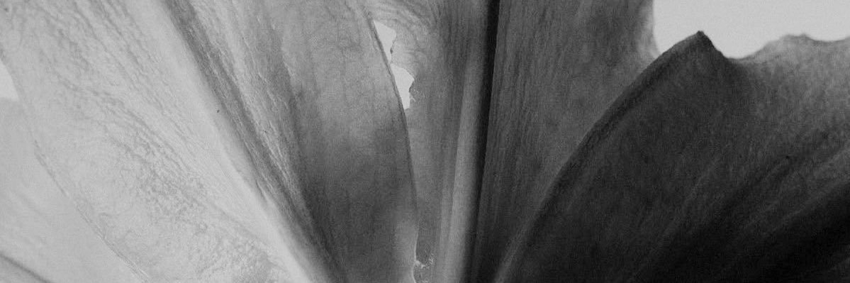 Taupestry's profile banner image