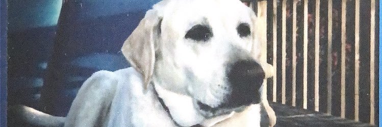 queerstyn's profile banner image