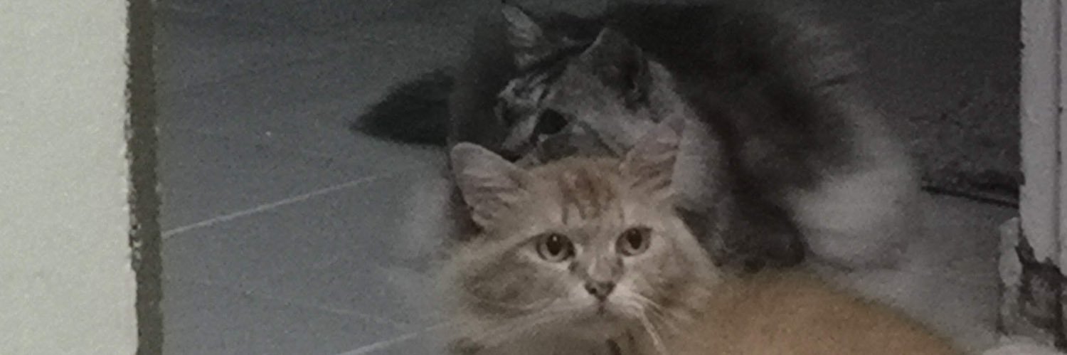 heyfynn's profile banner image
