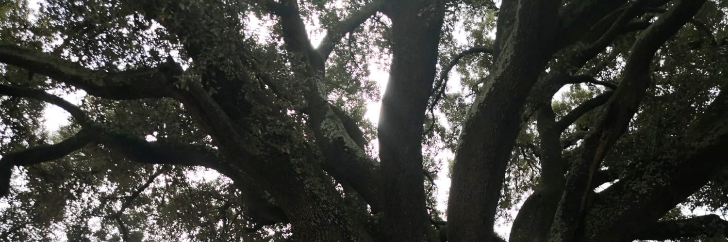 martiballus's profile banner image