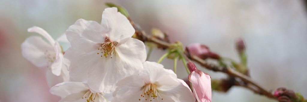 ryu401's profile banner image