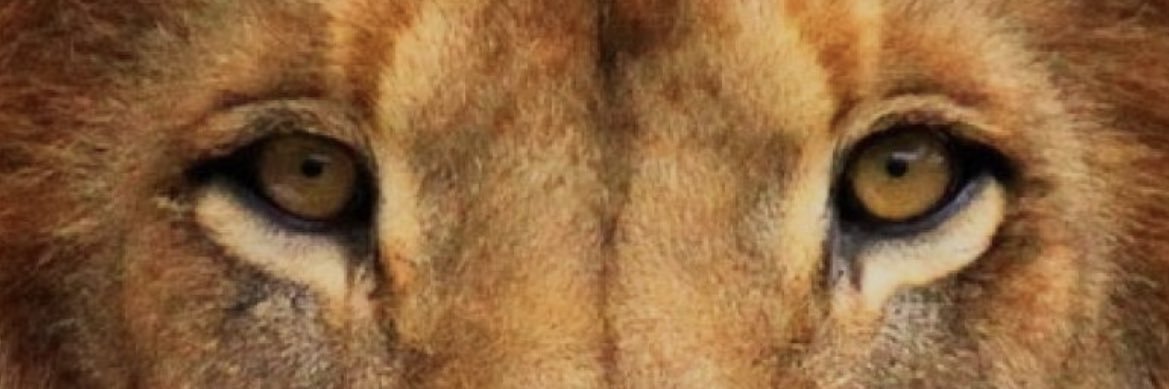 Géraldine banner