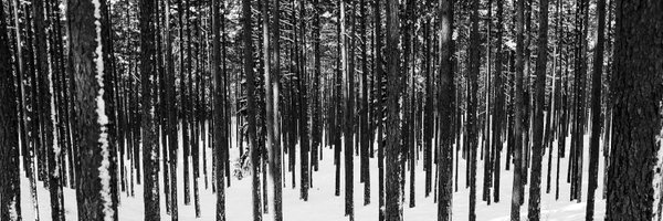 AijaV Profile Banner