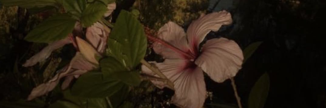 QueenRoryy's profile banner image