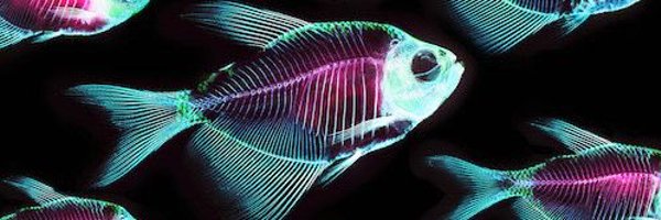 CRANB3RRRY Profile Banner
