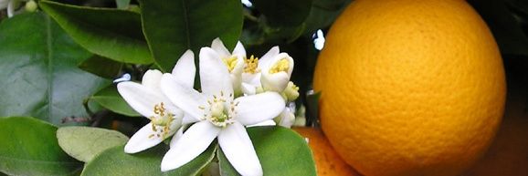 Lourdes Pérez Cordero banner