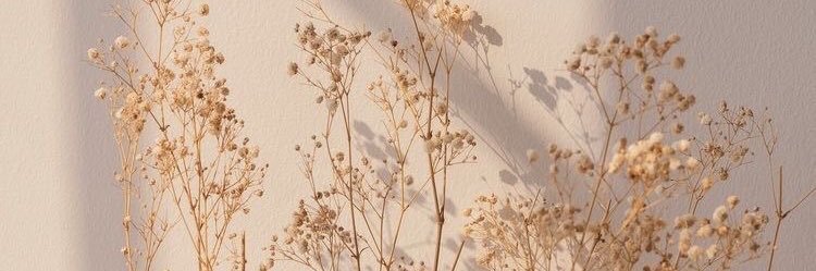 alteregolexa's profile banner image
