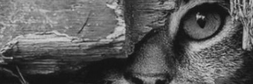 Alexcdm13's profile banner image