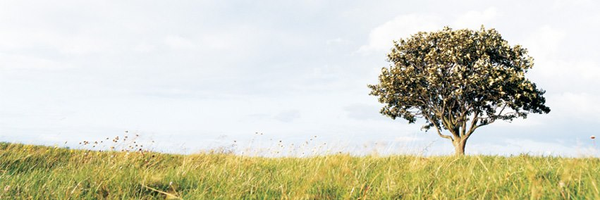 AAEA_Economics Profile Banner