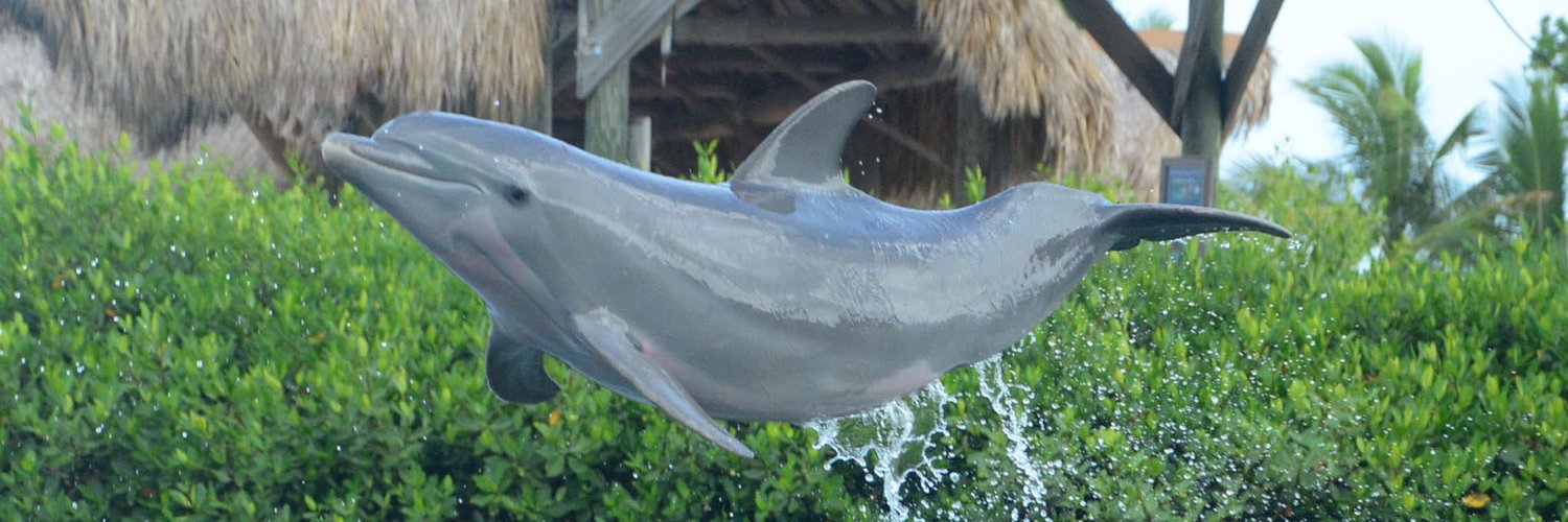 Dolphin Research Ctr banner