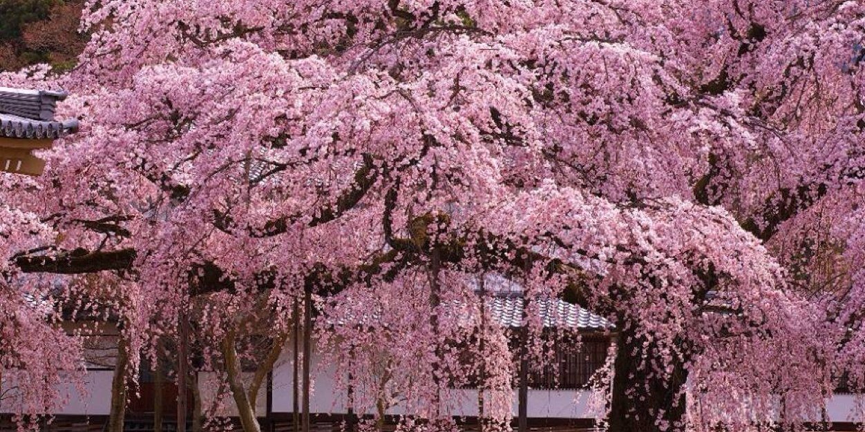 KappKappa's profile banner image