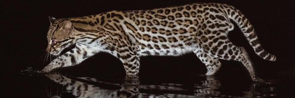 gggeraldojr Profile Banner