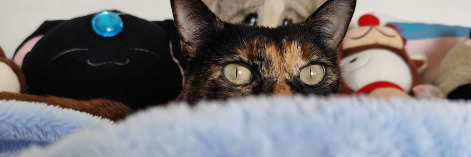 TheNoxthe's profile banner image