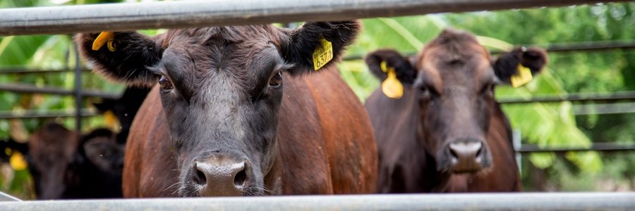 Dirección General de Ganadería banner
