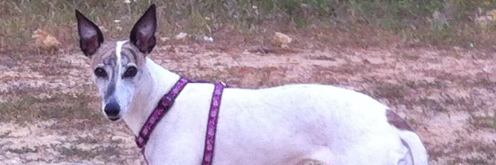 BrendaWhippy's profile banner image