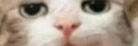 gatosdelared's profile banner image