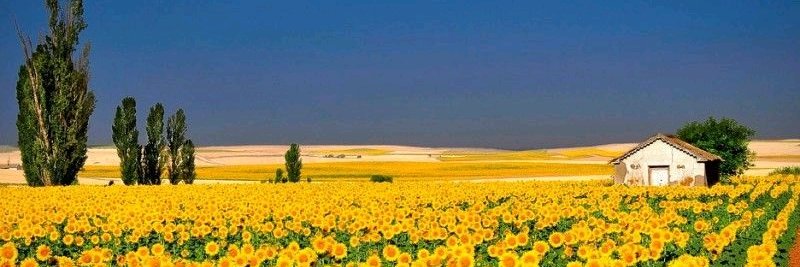 Spring Inspiration banner