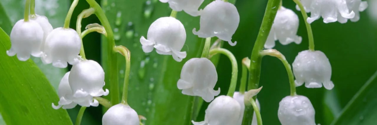 st4rflower's profile banner image