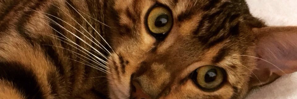 ToygerGatos's profile banner image