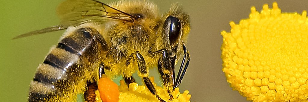 Patrizio Ranieri Carnevale banner