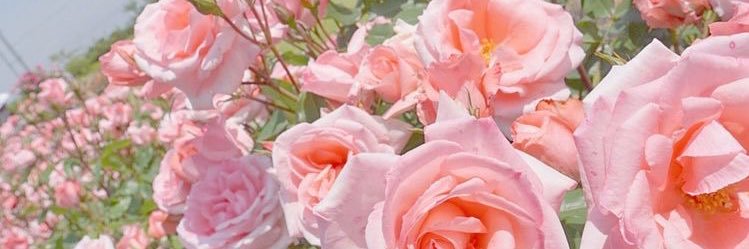 FlowerandText's profile banner image