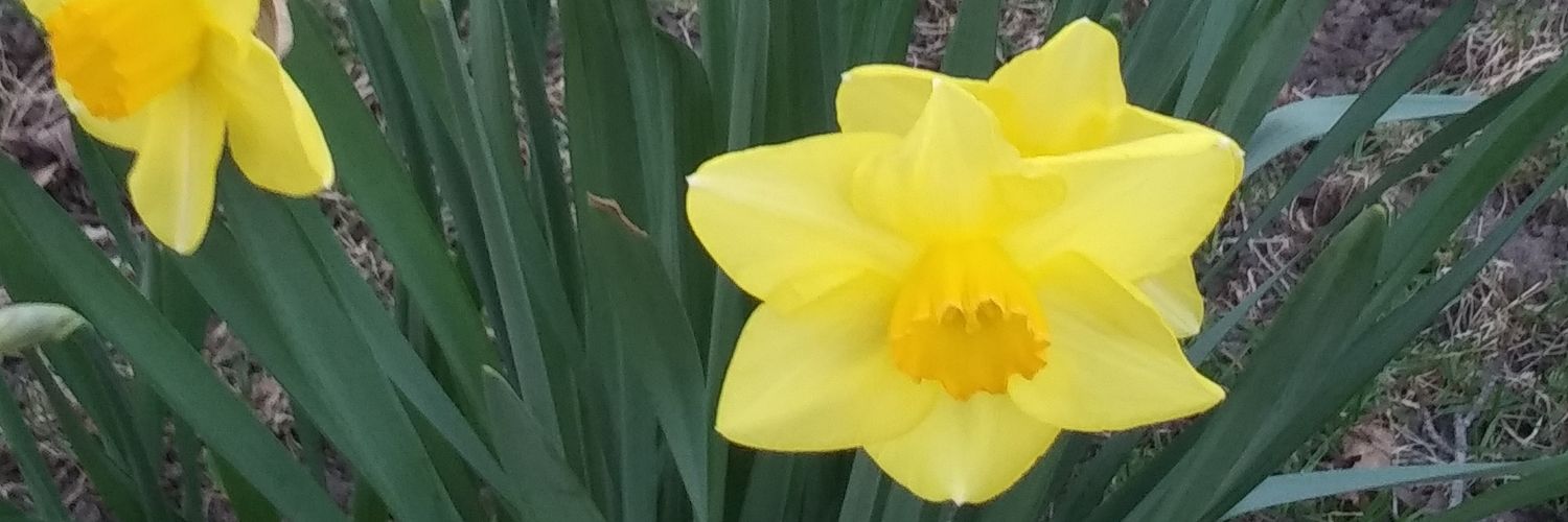 mrsthach's profile banner image