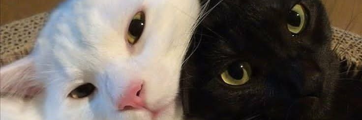 JohnKennethSev1's profile banner image