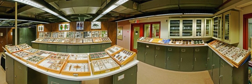 Cornell University Insect Collection banner