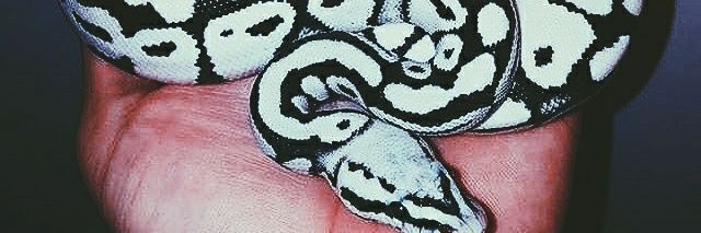 DelfinaMareca's profile banner image