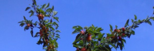 BucketHatAlice Profile Banner