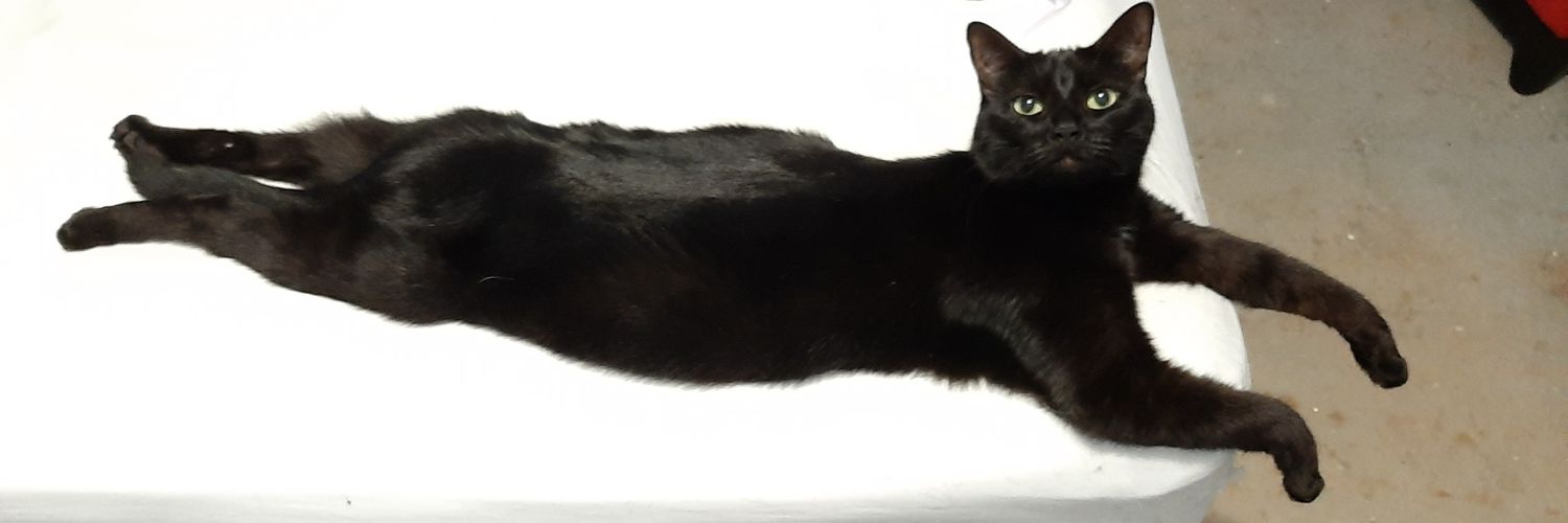 AusCryptoCat's profile banner image