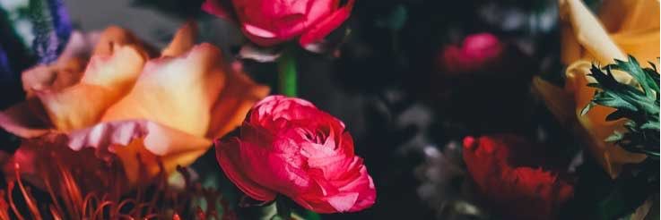 ElinaGofman's profile banner image