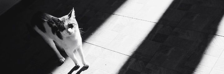 🐾Νάντια's banner
